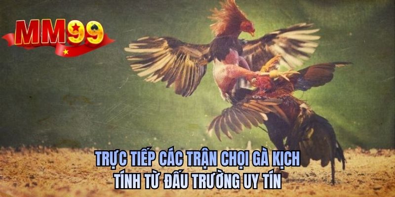 Trực tiếp các trận chọi gà kịch tính từ đấu trường uy tín